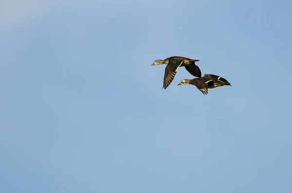 Dois Patos Madeira Voando Céu Azul — Fotografia de Stock