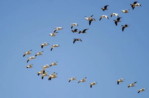 Weißstirngänse Fliegen Unter Den Schneegänsen — Stockfoto