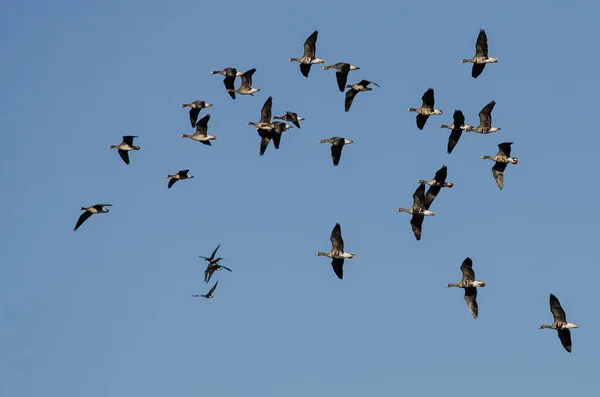 Flock Greater White Fronted Geese Flying Blue Sky — Stok Foto
