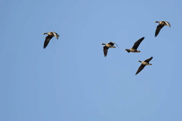 Flock Greater White Fronted Geese Flying Blue Sky — Stock Photo, Image