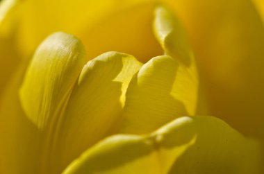 Doğa Özet: Sarı Lale yaprakları altın kıvrımları saran