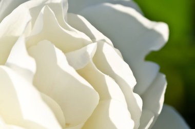 Doğa Özet: hassas beyaz gül nazik kıvrımları kaybetti