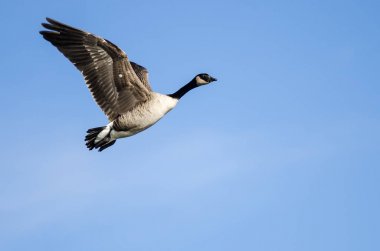 Kanada Kuğusu Mavi Gökte Uçuyor