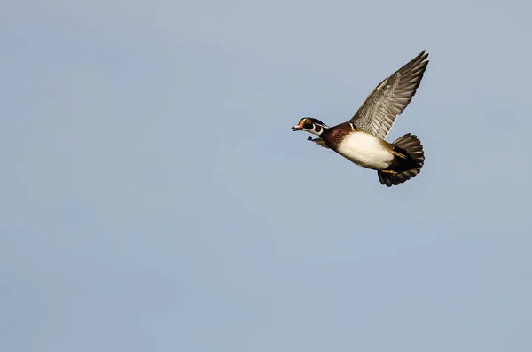 Pato Madera Volando Cielo Azul — Foto de Stock