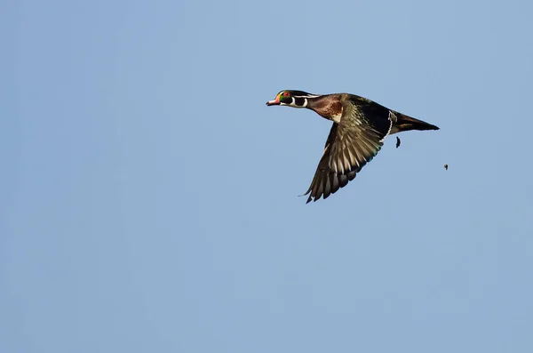 Canard Bois Qui Fait Caca Volant Dans Ciel Bleu — Photo