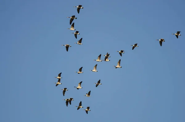 Flock Canada Gęsi Latające Błękitnym Niebie — Zdjęcie stockowe