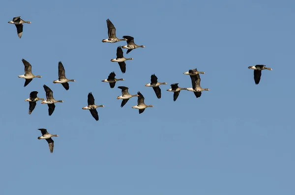 Flock Greater White Fronted Geese Flying Blue Sky — Stock Photo, Image