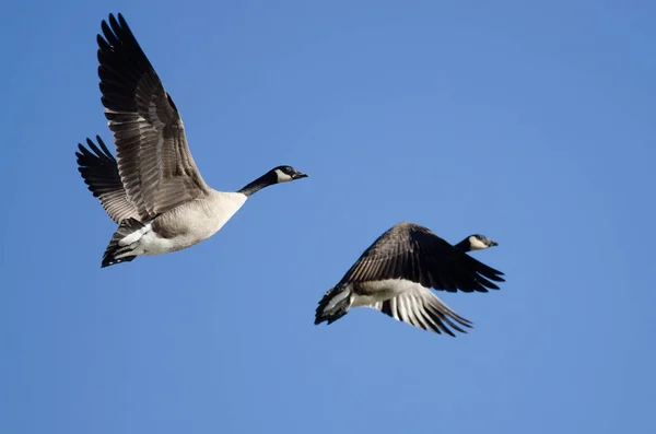 Two Canada Geese Flying Blue Sky — Stock Photo, Image