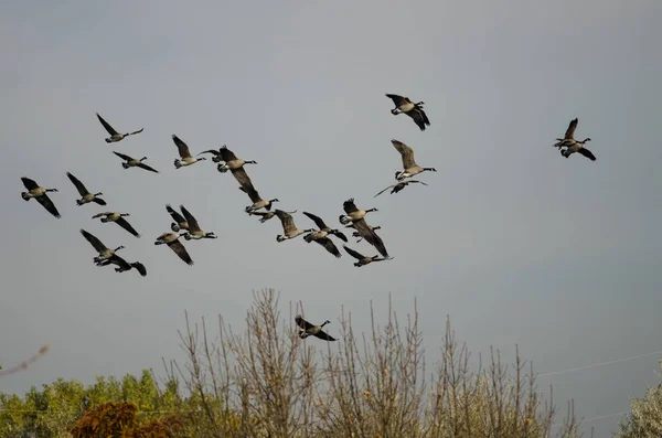加拿大雁群飞越秋天的沼泽地 — 图库照片