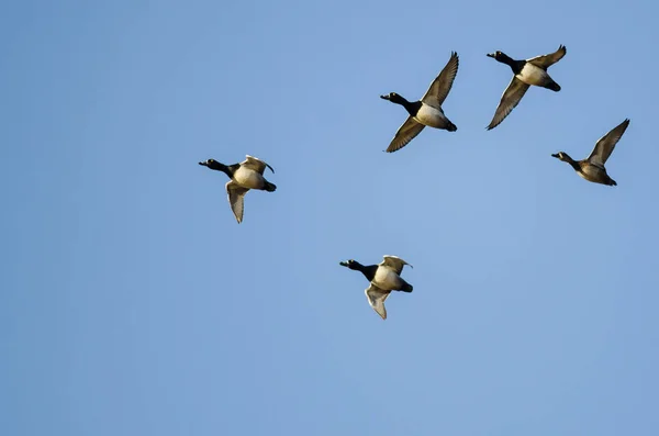 Flock Ring Necked Ducks Flying Blue Sky — Stock Photo, Image