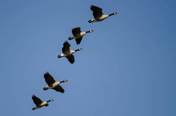 Flock of Canada Geese Flying in a Blue Sky