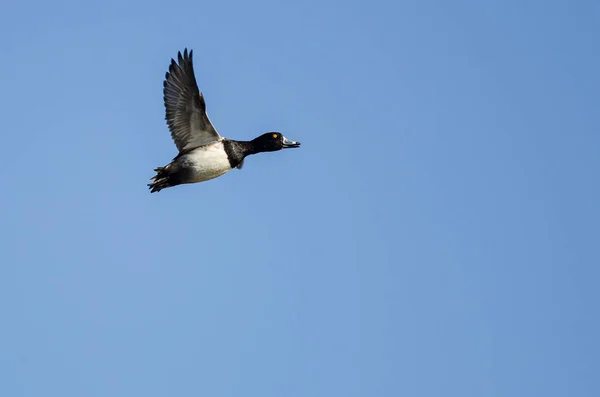 Pato Cuello Anular Volando Cielo Azul — Foto de Stock