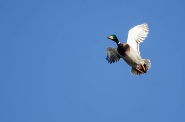 Mavi Gökte Uçan Mallard Ördeği