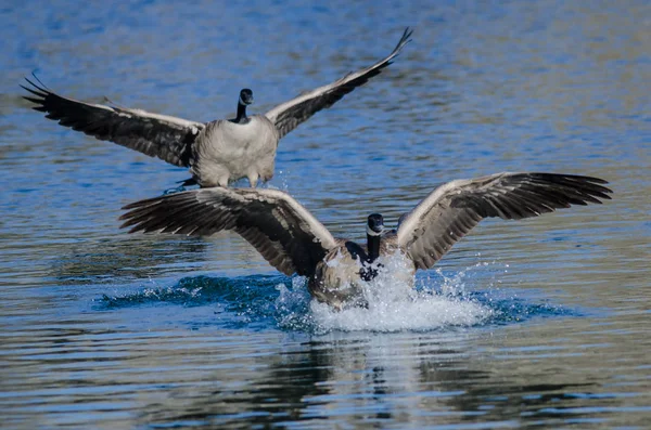 Canada Geese Landing Still Blue Pond Water — Stock Photo, Image