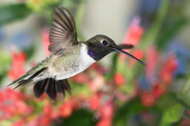 Siyah-Çin Sinek Kuşu Kızıl Çiçekler Arasında Nektar Arıyor
