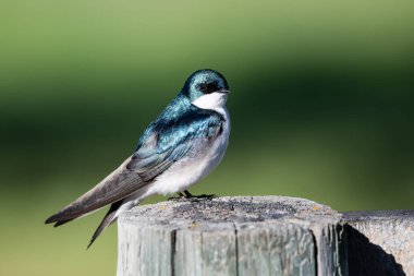 Ağaç Kırlangıcı eski bir ahşap çit direğine tünemiş.