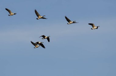 Kanada Kaz Sürüsü Mavi Gökte Uçuyor