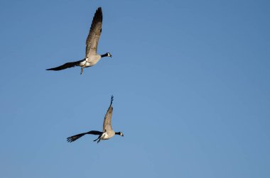 Mavi gökyüzünde uçan Kanada kazlar çifti