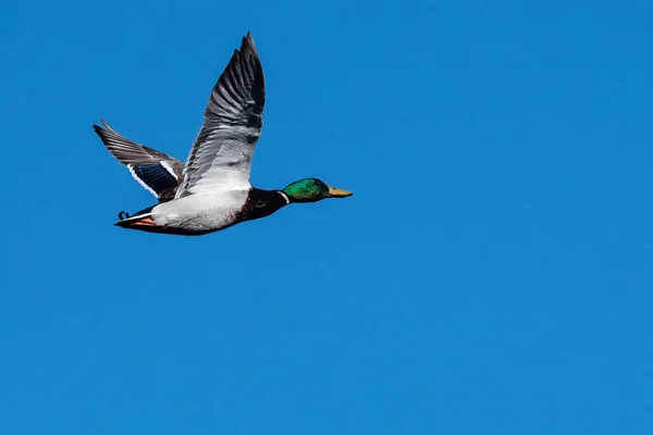 Pato Mallard Voando Céu Azul — Fotografia de Stock