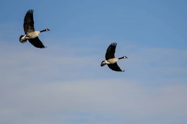 Para Kanada Gęsi Pływających Błękitne Niebo — Zdjęcie stockowe