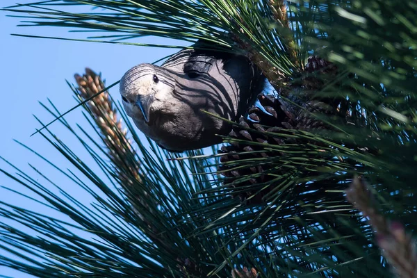 Der Nussknacker Lugt Hoch Oben Der Baumkrone Durch Die Äste — Stockfoto