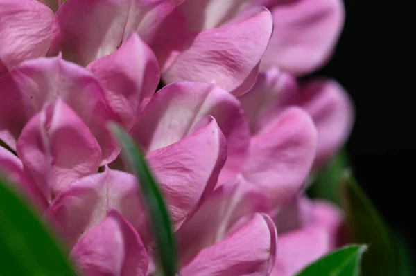 Mira Cerca Los Delicados Pétalos Flores Lupina Rosa —  Fotos de Stock