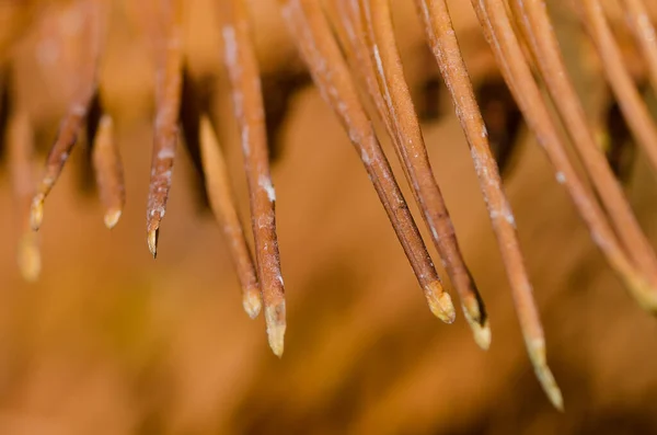 Острые Сушеные Иглы Dawn Redwood Автумне — стоковое фото