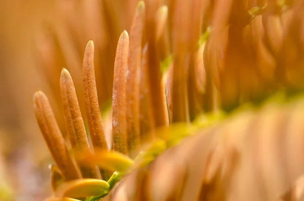 Natuur Samenvatting Gouden Naalden Van Dawn Redwood Herfst — Stockfoto