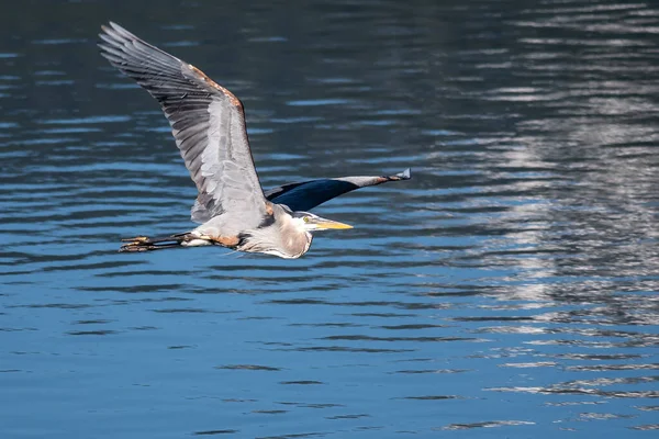 大蓝鹭在静水中飞翔 — 图库照片