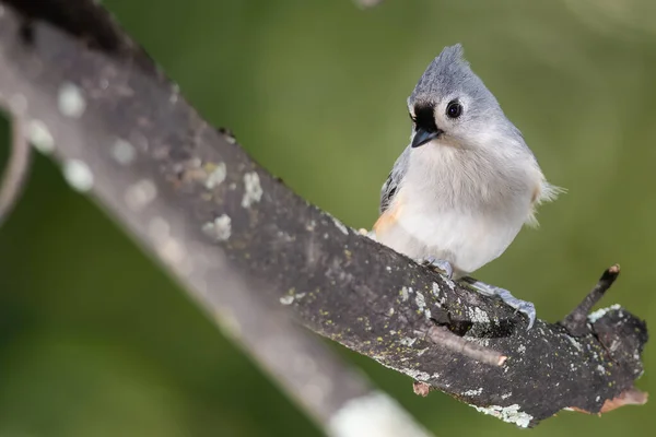 Tufted Titmouse Siched High Drzewie — Zdjęcie stockowe