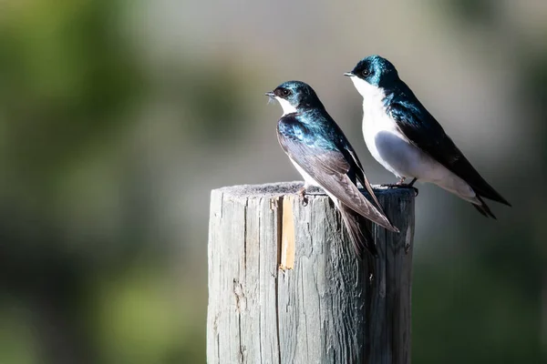 Zwei Baumschwalben Hocken Auf Einem Alten Verwitterten Hölzernen Zaunpfahl — Stockfoto