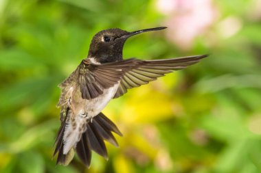 Siyah Çin Sinek Kuşu Yeşil Bahçede Nektar Arıyor