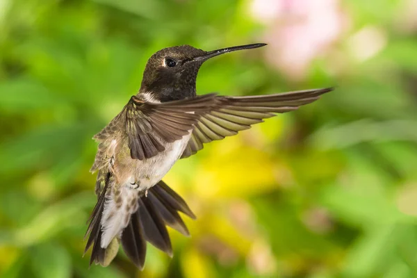 Black Chinned Hummingbird Searching Nectar Green Garden — Stock Photo, Image