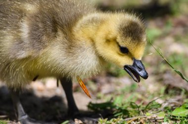 Yenidoğan Gosling Yiyecek Aramayı Öğreniyor
