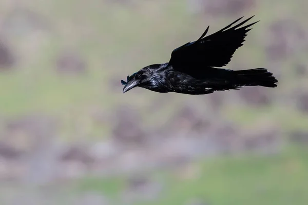 Common Black Raven Flying Canyon Floor — Stock Photo, Image