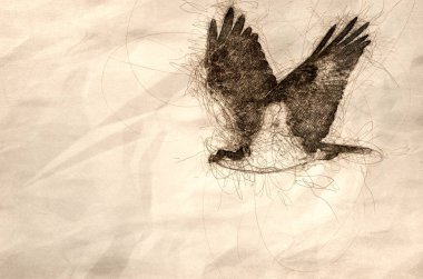 Yalnız Osprey avcılık beyaz bir arka plan üzerinde kanat