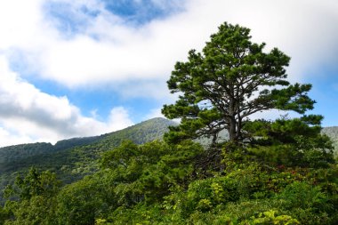 Appalachian Dağ Manzarası Blue Ridge Parkway boyunca