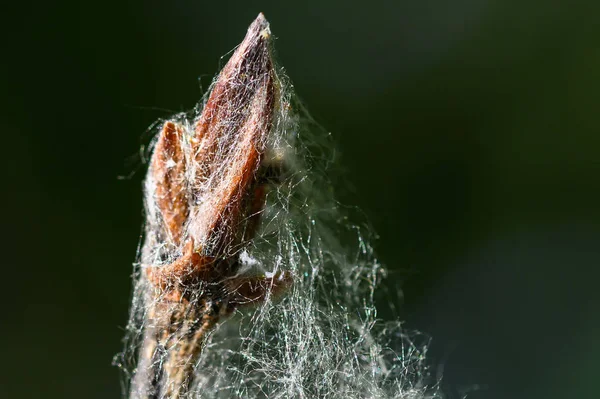 Jonge Plant Worstelen Zichzelf Bevrijden Van Verstikkende Witte Vezels — Stockfoto