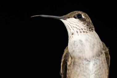 Bir Ruby Throated Hummingbird 'ü Karanlık Bir Arkaplana Karşı