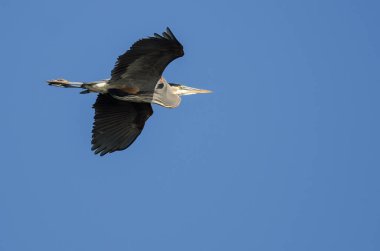 Büyük Mavi Balıkçıl Mavi Gökte Uçuyor