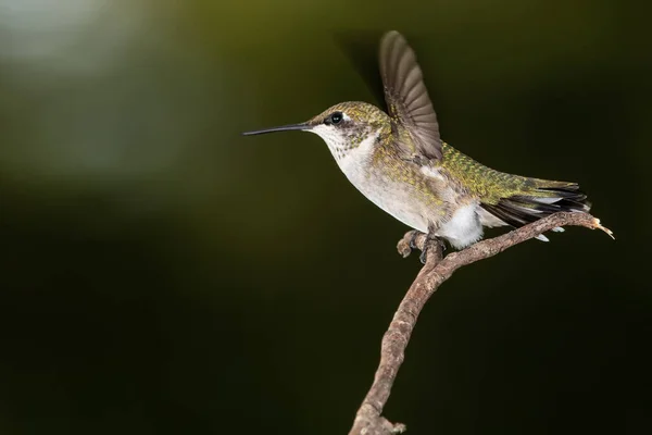 Ruby Throated Hummingbird Perched Delicately Slender Tree Branch — Stock Photo, Image