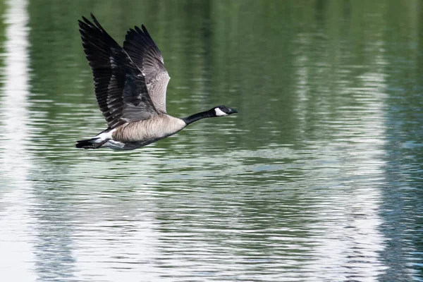 Canada Goose Vliegen Laag Het Water — Stockfoto