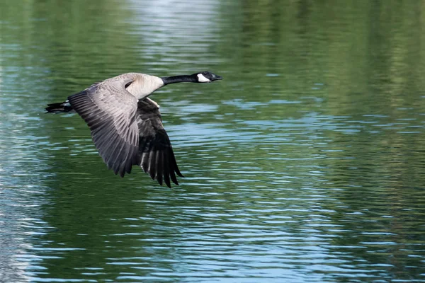 Canada Goose Flying Low Water — Stock Photo, Image