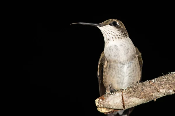 Ruby Throated Hummingbird Empoleirado Delicadamente Ramo Árvore Esbelta — Fotografia de Stock