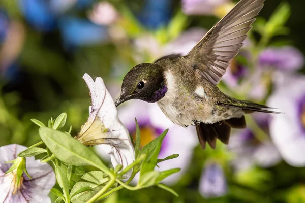 Black Chinned Колибри Поисках Нектара Среди Фиолетовых Цветов — стоковое фото