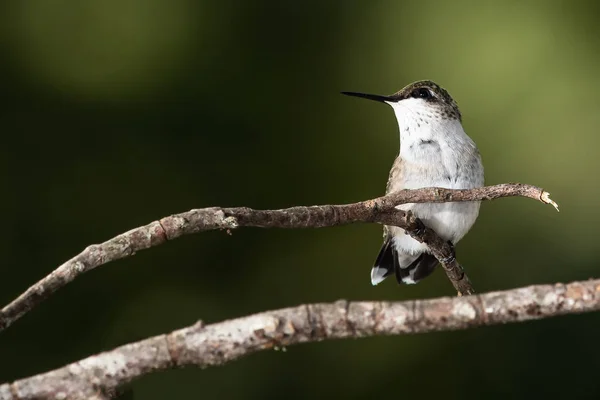 Ruby Throated Hummingbird Empoleirado Delicadamente Ramo Árvore Esbelta — Fotografia de Stock