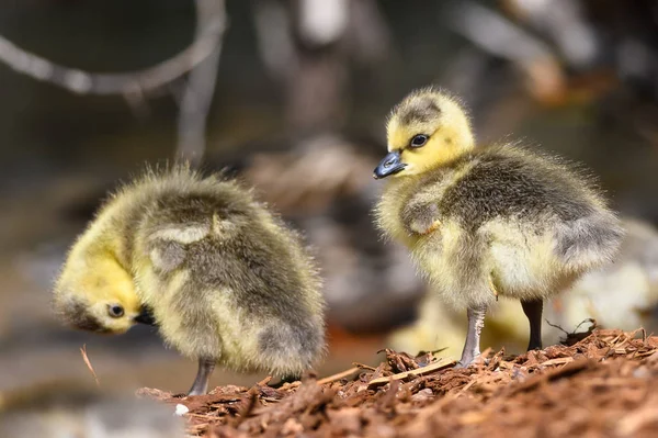 Nyfödda Gosling Utforska Den Fascinerande Nya Världen — Stockfoto