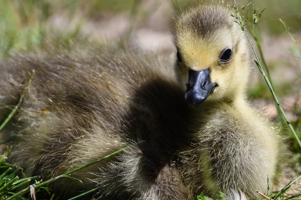 Contacto Cercano Con Adorable Recién Nacido Esponjoso Gosling — Foto de Stock