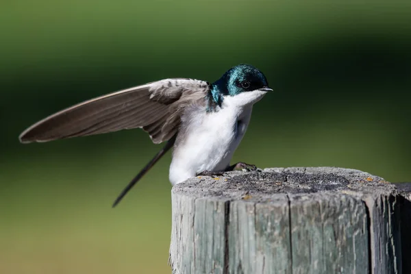 Tree Swallow Perched Old Weathered Post Outstretched Wings — Stock Photo, Image