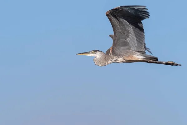 Great Blue Heron Flying Blue Sky — Stock Photo, Image